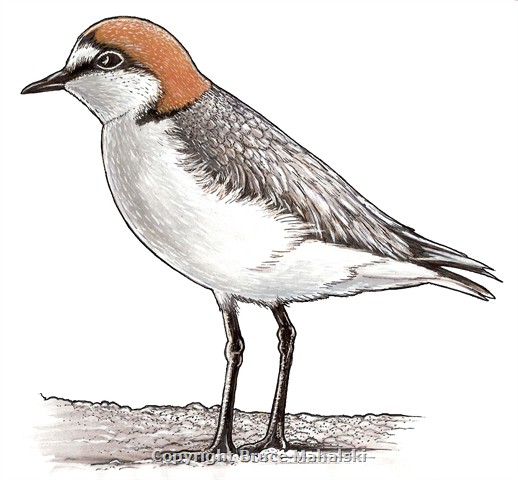 014 - Red Capped Plover - Picture